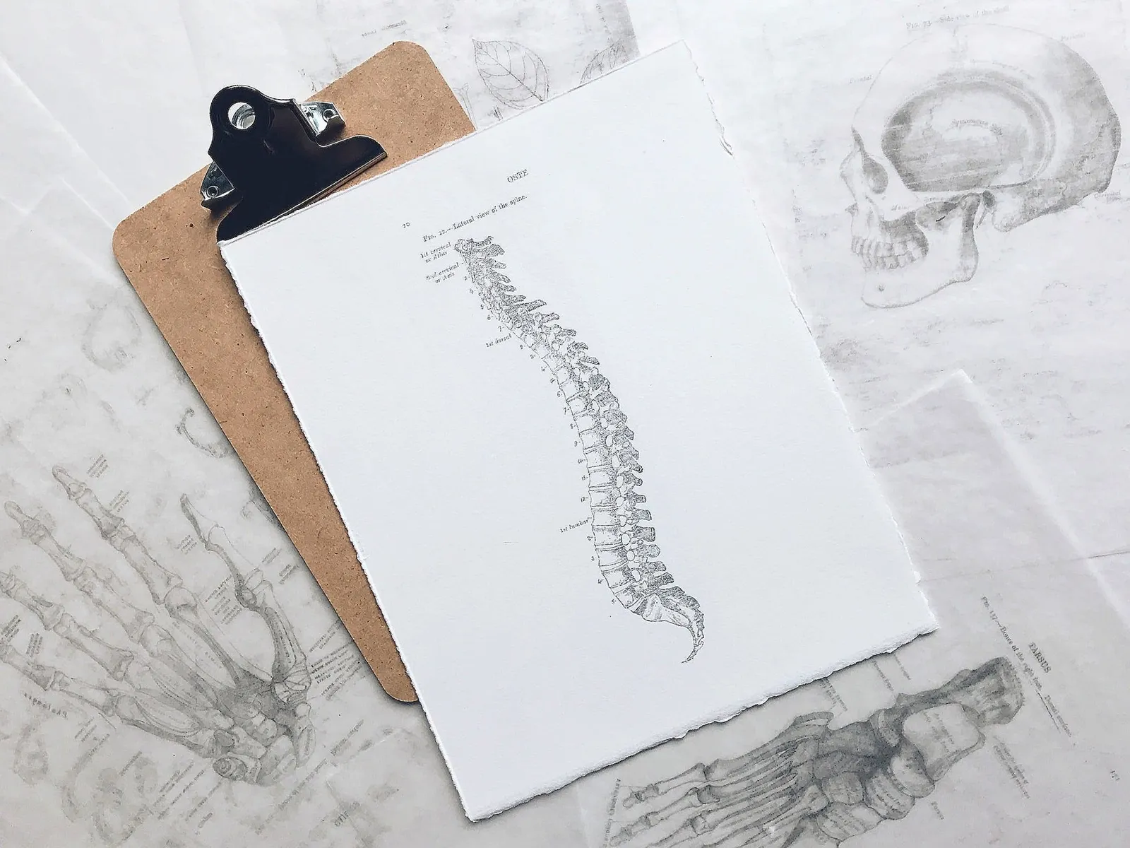 Cranbrook Chiropractic & Wellness Centre clinic interior